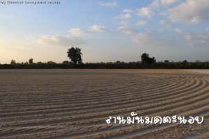 ลานมันมดตะนอย