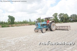 กลับกากหมาด ลานมันมดตะนอย