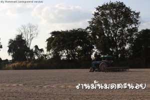 กลับกากหมาดลานมันมดตะนอย
